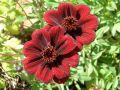 Cosmos atrosanguineus - kosmos čokoládový