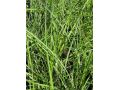 Miscanthus sinensis 