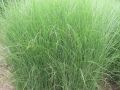 Miscanthus sinensis 