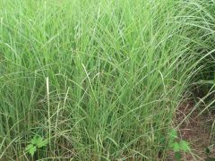 Miscanthus sinensis 
