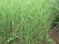 Miscanthus sinensis 