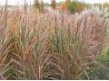 Miscanthus sinensis 