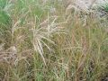 Miscanthus sinensis 