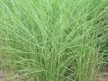 Miscanthus sinensis 