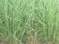 Miscanthus sinensis 