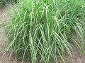 Miscanthus sinensis 