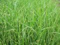 Miscanthus sinensis 