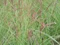 Miscanthus sinensis 