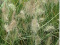 Pennisetum alopecuroides 