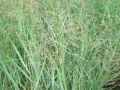 Panicum virgatum 