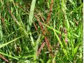 Panicum virgatum 