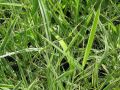 Phalaris arundinacea 