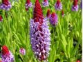 Primula vialii 