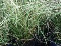 Carex comans 