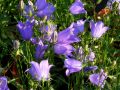 Campanula rotundifolia Olympica - zvonek