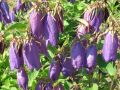 Campanula hybrid 