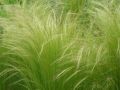 Stipa tenuissima 