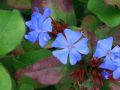 Ceratostigma plumbaginoides - rohoblizeň