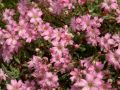 Gypsophila repens 