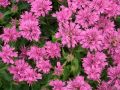Monarda 