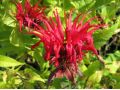 Monarda 