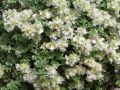 Paronychia kapela ssp.serpyllifolia - stříbřenka