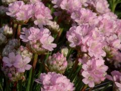 Armeria 