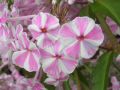 Phlox maculata 