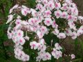 Phlox maculata 