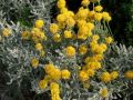 Santolina chamaecyparissus - svatolina cypřiškovitá