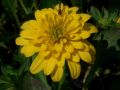 Rudbeckia laciniata 