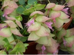 Origanum rotundifolium 