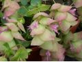 Origanum rotundifolium 