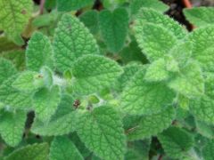 Melissa officinalis var. altissima - meduňka lékařská jablečná značka 