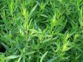 Artemisia dracunculus 