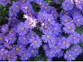 Aster dumosus 