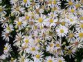 Aster dumosus 