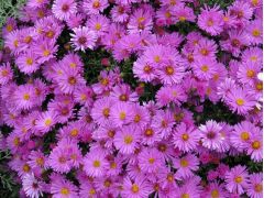 Aster dumosus 