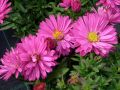 Aster dumosus 