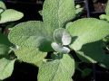Salvia officinalis 