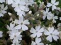 Phlox subulata 