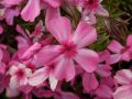 Phlox subulata 