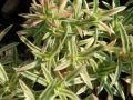 Phlox subulata 