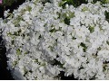Phlox subulata 