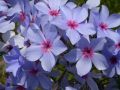 Phlox × divaricata 