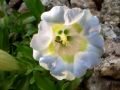 Gentiana angustifolia 