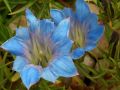 Gentiana sino-ornata 
