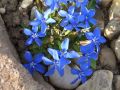 Gentiana verna - hořec jarní