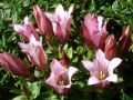 Gentiana scabra 