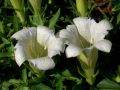Gentiana scabra 
